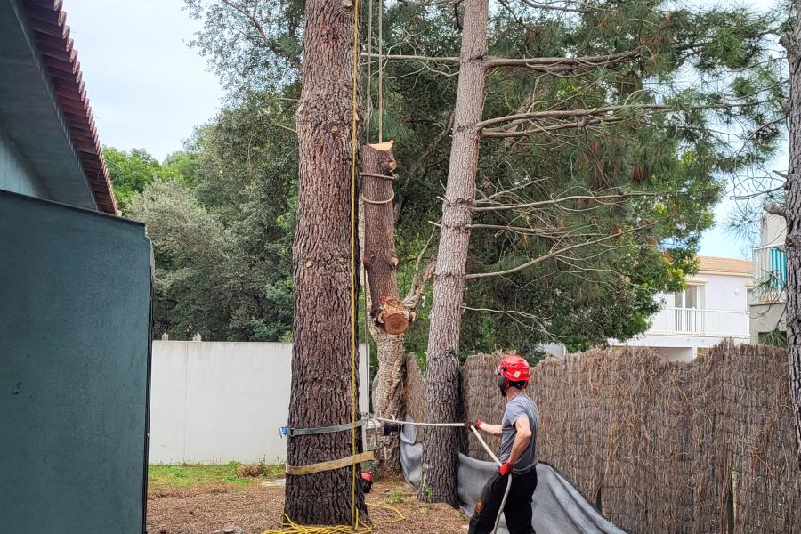 Démontage et abattage