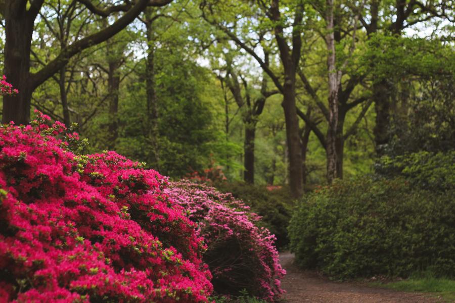 Création et entretien jardin